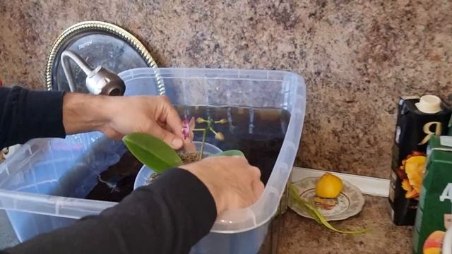 ПРАВИЛЬНЫЙ ПОЛИВ ОРХИДЕЙ! смотреть онлайн