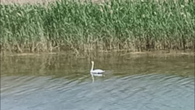 Поход к лебедям  20230518