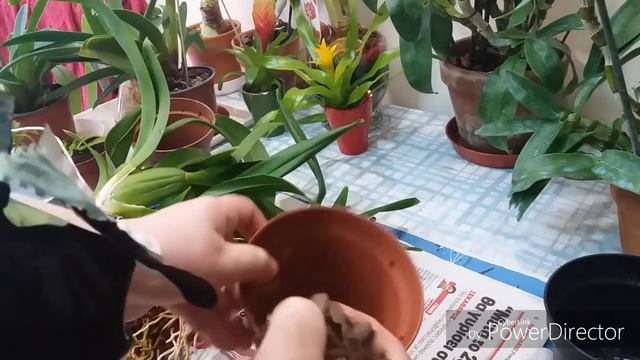 Пересадка очень крупной орхидеи онцидиум. Что в горшке?Можно сделать дренаж. смотреть онлайн