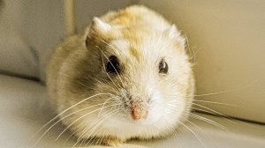 🐹мои хомячки