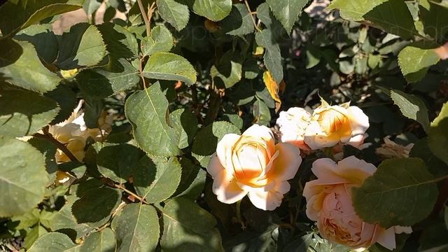 Цветение роз - первогодок 22.09.23 смотреть онлайн