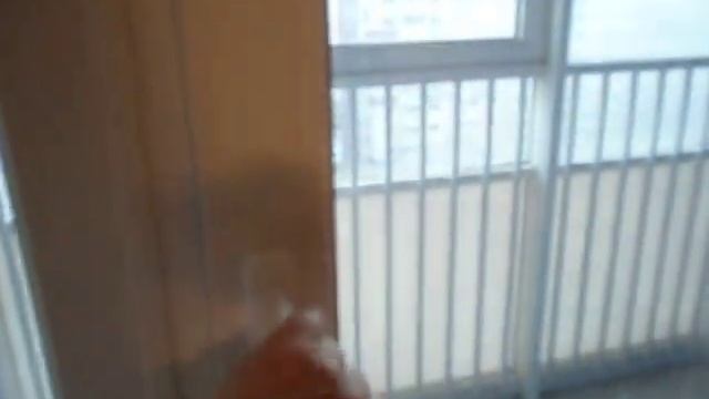 Девяткино. ЖК Три Кита. С отделкой. Студия 27м2 смотреть онлайн