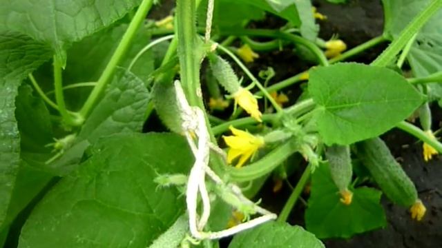 Секрет ВЫРАЩИВАНИя И УХОДа ЗА ОГУРЦАМИ В ИЮЛЕ! Что надо знать про огурцы в теплице. смотреть онлайн