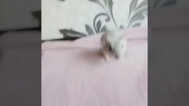 Веселое животное!Тоня песчанка!|tonia_gerbil смотреть онлайн