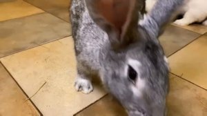 ПЛЮСЫ И МИНУСЫ КРОЛИКА В КВАРТИРЕ ! ЭТО ТЕБЕ НУЖНО ЗНАТЬ ОБЯЗАТЕЛЬНО !