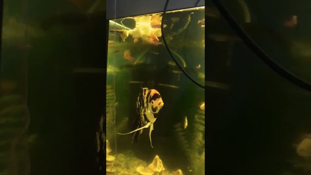 Чем кормить рыбок если корм закончился....мы часто задаём этот вопрос и вот ответ))