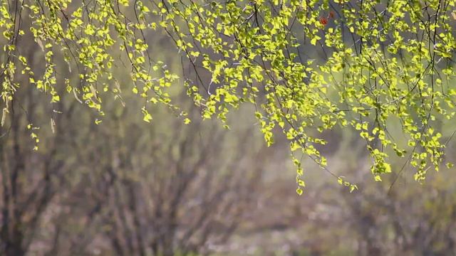 Зелёный шум смотреть онлайн