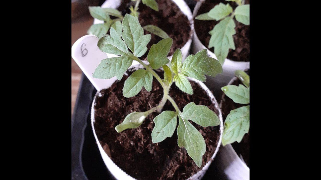 Первая подкормка рассады томатов после пикировки - залог хорошего урожая смотреть онлайн