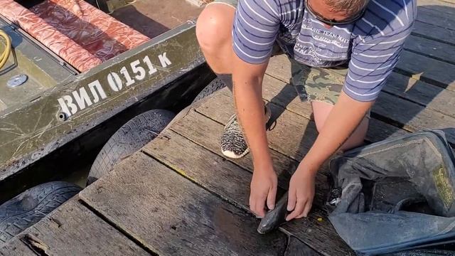 Рыбалка на Дунае. Рыбалка на поплавок. Клева нет , а у нас полные все хорошо. смотреть онлайн