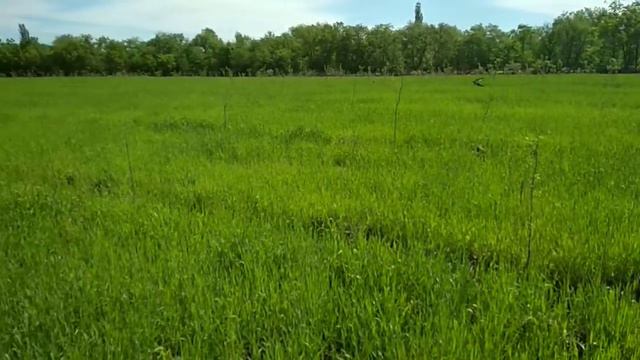 Сад с. Ровное смотреть онлайн