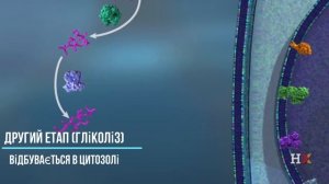 Обмен веществ и энергии / анаболизм и катаболизм / Гликолиз, цикл кребса.