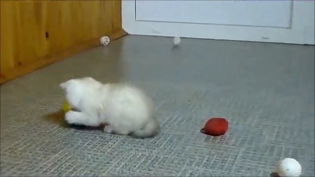 Британские котята золотого окраса. смотреть онлайн