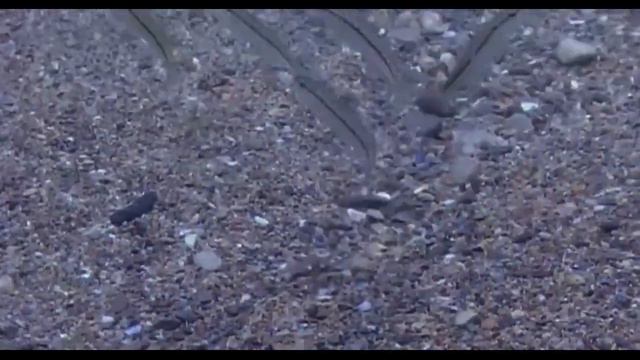 Рассказ о барабульке смотреть онлайн