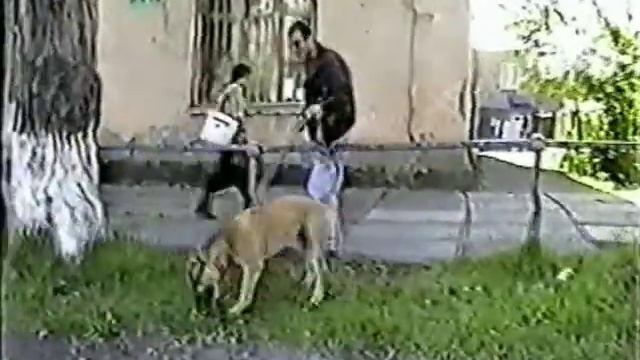 Питбуль Вольф (отрывки из моих дрессировок).mp4 смотреть онлайн