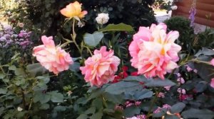 Роза  Цистерсьен. флорибунда   Дельбар  Франция .  #rose #des #Cisterciens  #мойсад