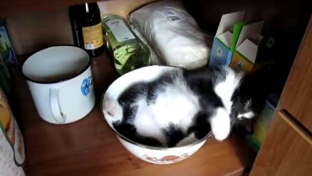 Котятский архиватор (суповой набор)