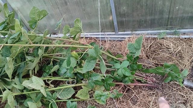 ежевика Блэк Джем готовлю к зиме 2022 смотреть онлайн