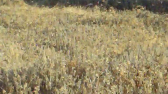 Саранча в Калмыкии смотреть онлайн