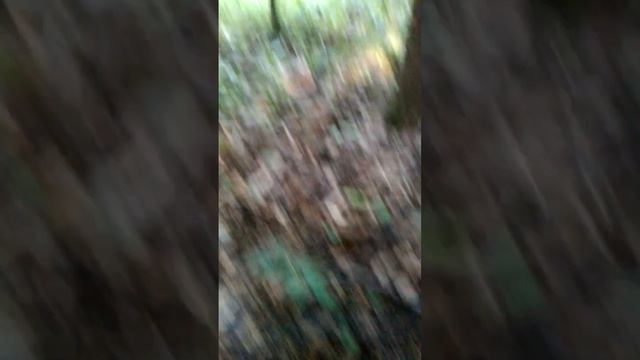 Бледная поганка из московского леса. "Кросивое" (с)? смотреть онлайн