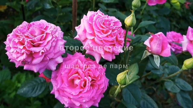 Роза Chartreuse de Parme Шартрез дэ Парм Delbard Франция, 1996 смотреть онлайн