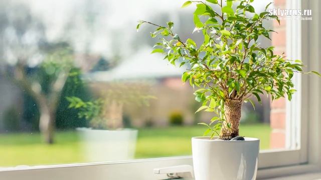 ЭКОДАР Гибридные мини деревья — Где купить Цена Отзывы смотреть онлайн