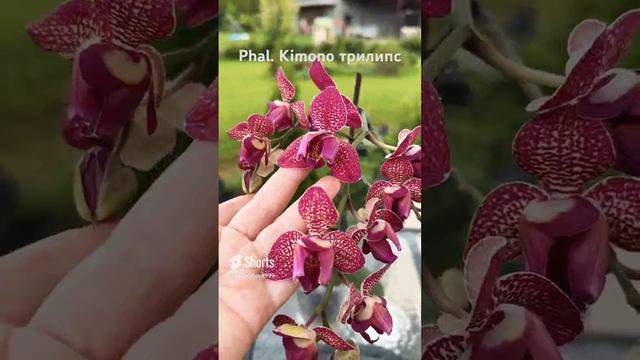 Орхидея фаленопсис Kimono Кимоно трилипс 🫶🏻 смотреть онлайн