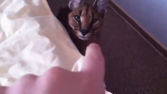 Каракал Рокко. Питомник VipLeo Украина, Киев смотреть онлайн