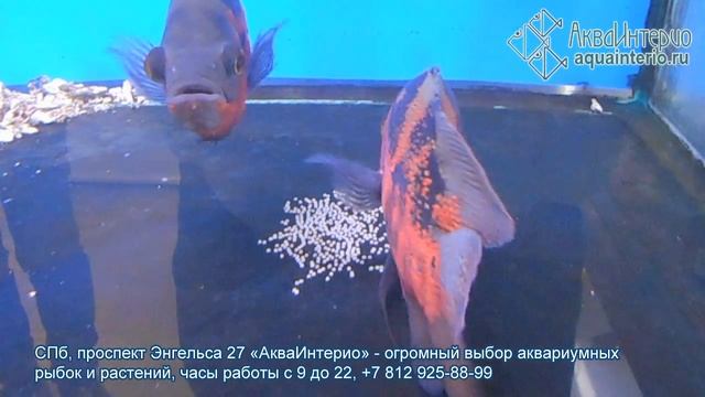 Астронотусы отложили икру прямо в торговом аквариуме: показано кто самец, а кто самка. смотреть онлайн