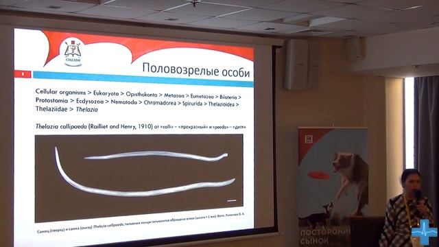Телязиоз у животных. Диагностика смотреть онлайн