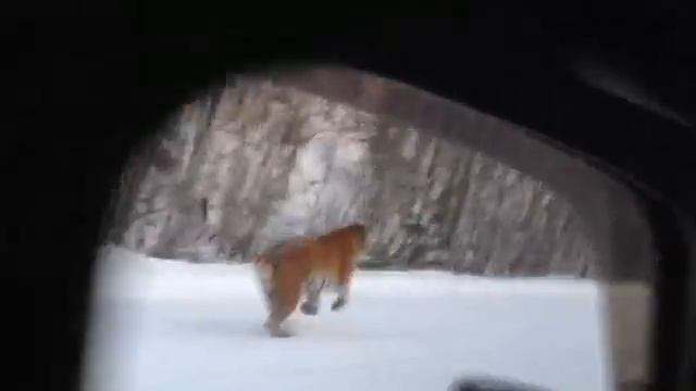 Тигр в Приморье реально "играл в догонялки" с автомобилем! смотреть онлайн