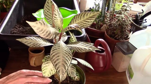 Zebra (Aphelandra Squarrosa смотреть онлайн