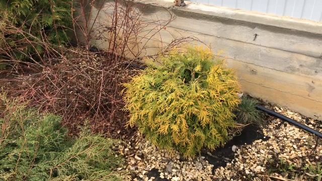 Как растут туи на Урале смотреть онлайн