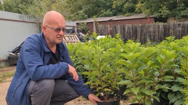 Почему не цветут гортензии смотреть онлайн