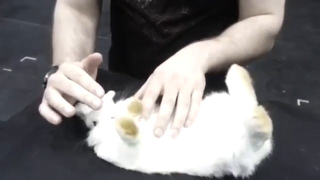 Гипнотизируем животных