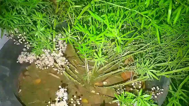 Beautiful ❤️ Flowers are Blooming on my Asparagus Fern Plant,#perrenialfloweringplant,#asparagusfer смотреть онлайн