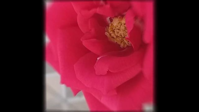 valentine rose #valentine #rose #flower #valentinesurprise #garden смотреть онлайн