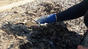 БОРЬБА С МЕДВЕДКОЙ.  Два проверенных способа