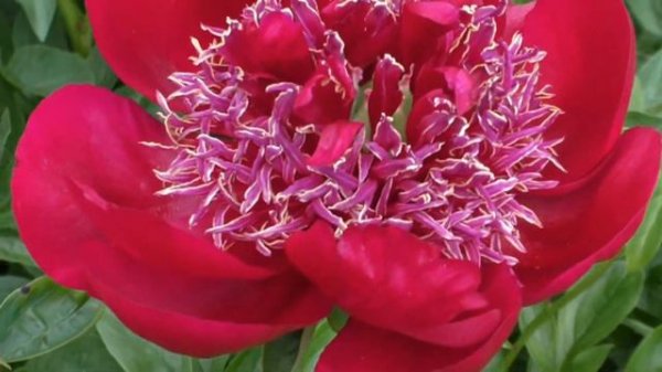 пион  Walter Mains