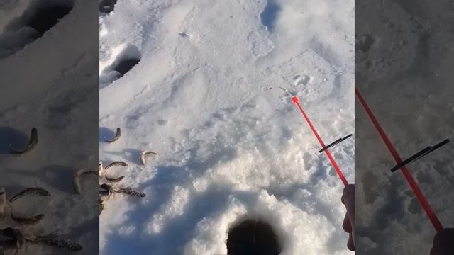 Рыбалка.Вологодские озера. смотреть онлайн