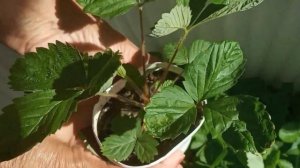 Земляника из семян Барон Солемахер