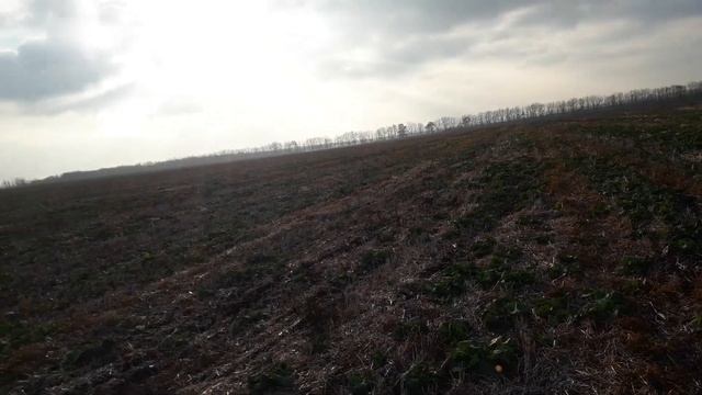 Наш рапс, сеянный прямым посевом. смотреть онлайн