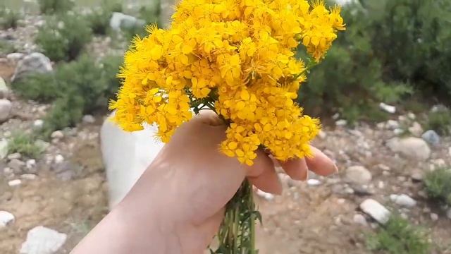 Едем на ПИКНИК/Горы Узбекистана/Ташкент,Узбекистан смотреть онлайн