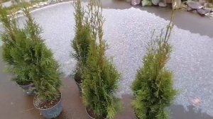 Саженцы  туи Смарагд.Ноябрь.Как сохранить до весны.