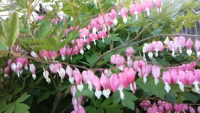 Многолетник Дицентра цветёт 2 июня 2021 смотреть онлайн