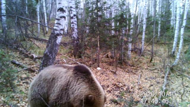 #СОЛОНЕЦ 2020г. #МЕДВЕДИ. Результаты с фотоловушки. На солонец пришли МЕДВЕДИ. смотреть онлайн
