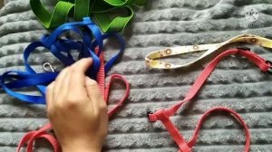 Амуниция моей кошки:)