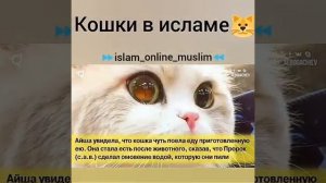 Вот что значит кошка в Исламе