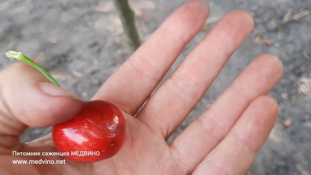 Крупные сорта черешни смотреть онлайн
