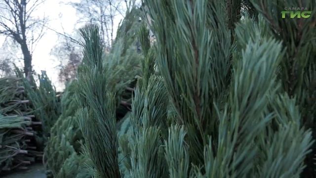 Живая или искусственная: какую елку выбрать к Новому году смотреть онлайн