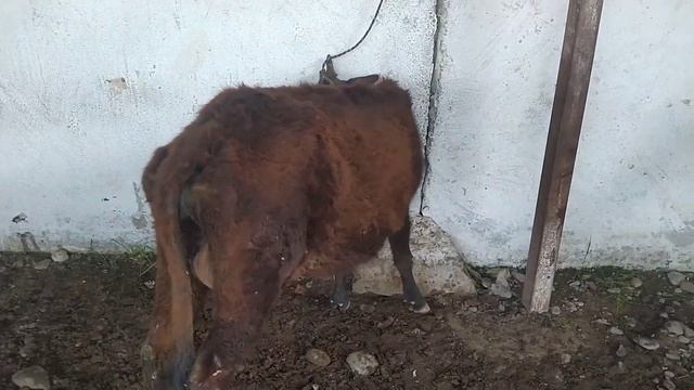 Мол Бозор / Шанбе Бозор Регар / Mol Bozor @MegaBozoR